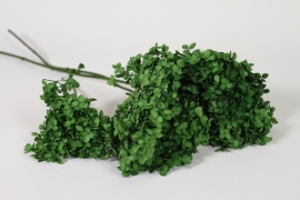 AB-000290 Green preserved hydrangea H60cm