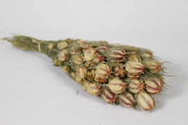 AB-000292 Nigelle naturelle s&eacute;ch&eacute;e H50cm
