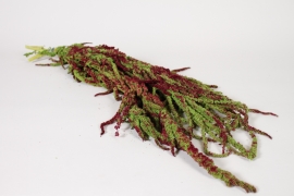 AB-000295 Amaranthe caudathus pr&eacute;serv&eacute;e vert et bordeaux H70cm