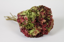 AB-000297 Hortensia pr&eacute;serv&eacute; vert et bordeaux H45cm