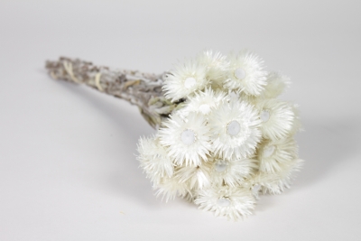 AB-000299 Dried white everlasting flower H45cm
