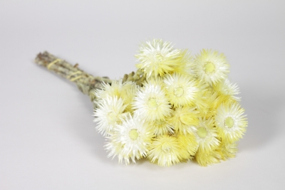 AB-000300 Yellow dried everlasting flower H45cm