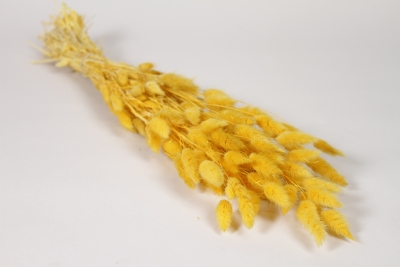 AB-000301 Yellow dried lagurus H60cm