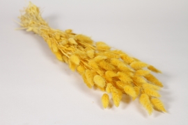 AB-000301 Yellow dried lagurus H60cm
