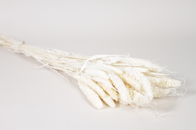 AB-000303 Dried white foxtail H75cm