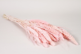 AB-000304 Setaire s&eacute;ch&eacute;e rose H75cm