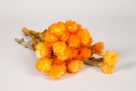 AB-000305 Dried orange everlasting flower H45cm