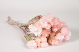 AB-000306 Immortelle s&eacute;ch&eacute;e rose clair H45cm