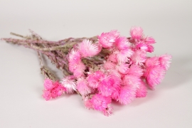 AB-000307 Dried pink everlasting flower H45cm
