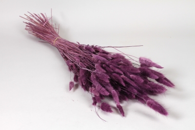 AB-000309Lagurus s�ch� violet aubergine H60cm