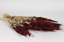 AB-000310 Amaranthus s&eacute;ch&eacute; bordeaux H45cm