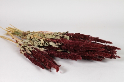 AB-000310 Dried dark red amarenthus H45cm