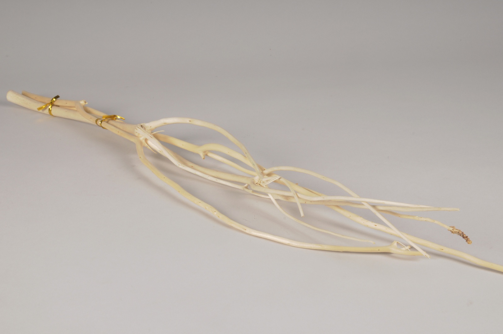 White mitsumata branches H70cm