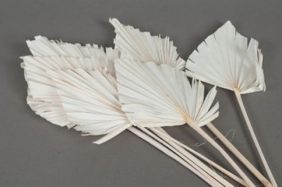 ae17ab Palm spear s�ch� blanchi H60cm