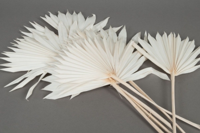 ae19ab Palm sun blanchi H60cm