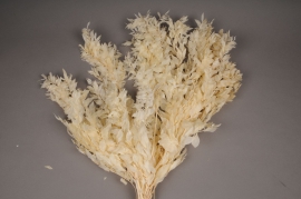 af51ab Bleached mini ruscus preserved H75cm
