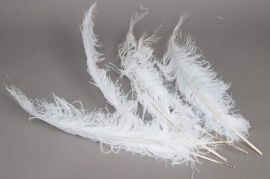 al31lw Bag of 5 ostrich feathers white