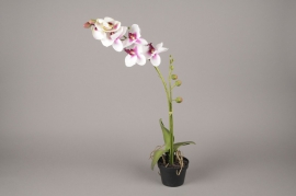 x071fp Artificial white pots phalaenopsis H70cm