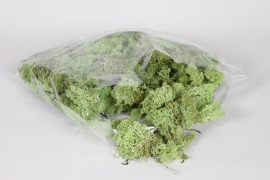 B-000302 Green preserved Iceland moss