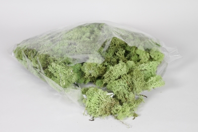 B-000302 Mousse islande pr�serv�e vert