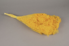 c115ab Bright yellow dried broom bloom