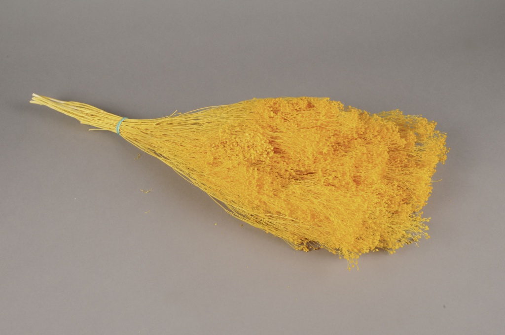 Bright yellow preserved broom bloom