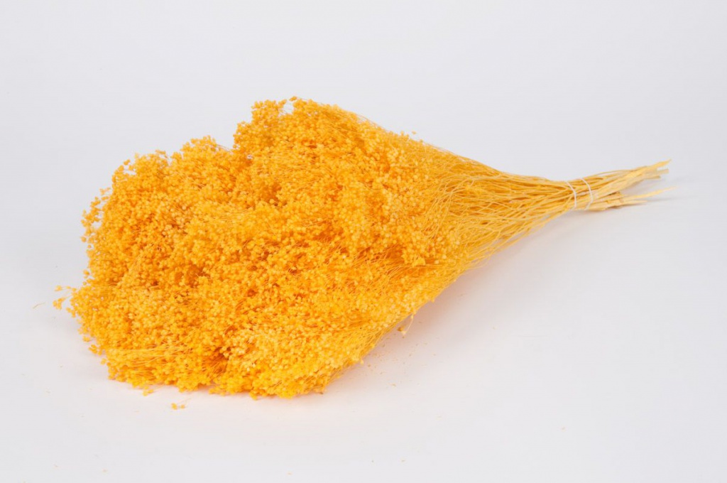 Bright yellow preserved broom bloom