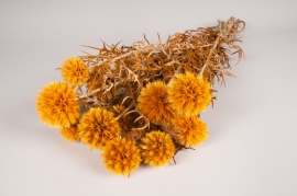 c169ab Echinops préservé jaune H65cm