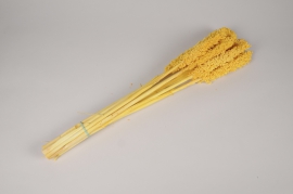 c545ab Yellow dried sorgho H70cm