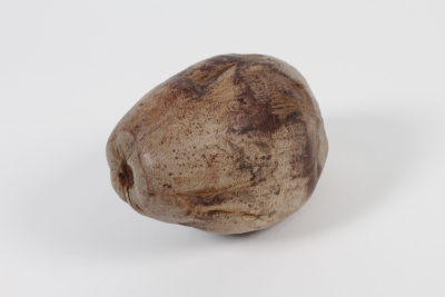 EC-000147 Noix de coco enti�re naturelle L25cm