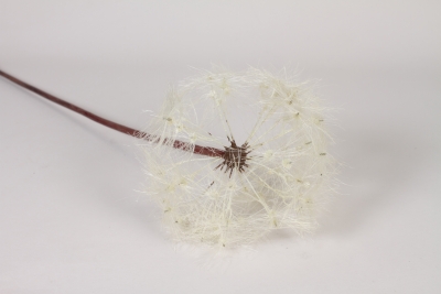 EE-000330 Artificial cream Dandelion H91cm