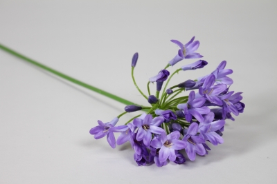 EE-000350 Agapanthe artificielle bleu H75cm