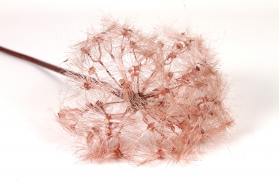 EE-000373 Dandelion artificiel marron H91cm