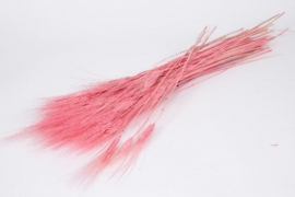 g099ab Pink dried wheat H70cm