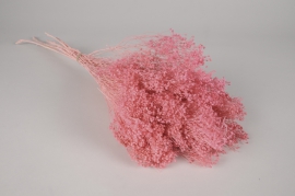 g115ab Pink dried broom bloom H55cm