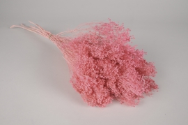 g115ab Pink dried broom bloom H55cm