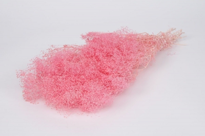 g413ab Gypsophile pr�serv� rose p�le
