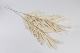 GO-000006 Pack of 2 bleached dried raffia leaves height 110cm 