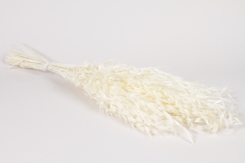 GS-000019 Avoine sauvage séchée blanchie H75cm