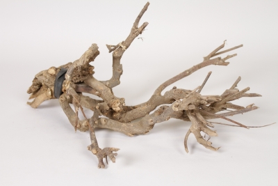 HM-000038 Pack of 3 to 6 dried wood branches H30cm