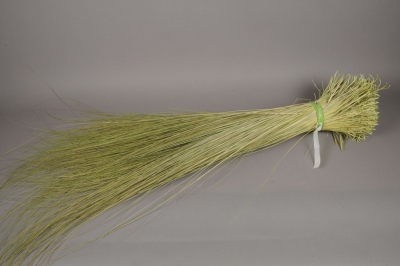 ht01mi Natural dried tenax grass D25cm H125cm