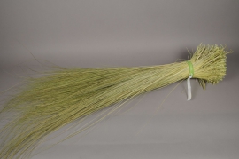 ht01mi Natural dried tenax grass D25cm H125cm