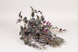 JP-000109 Piquet de tradescantia vert pourpre artificiel H50cm
