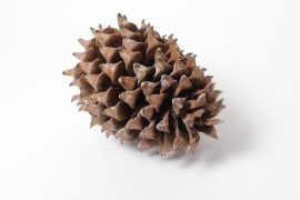 LW-000143 Natural giant pine cone D15cm H25cm