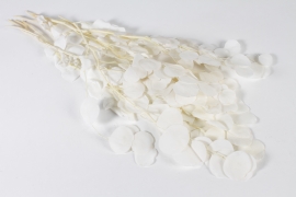 LW-000151 Eucalyptus populus stabilis&eacute; blanchi H65cm