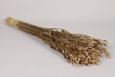 LW-000166 dried oats gold H60cm