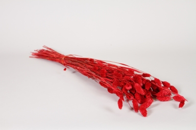 LW-000172 Red dried phalaris H40cm