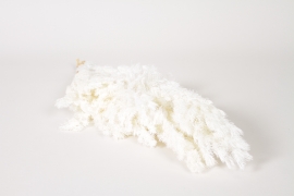 LW-000173 White preserved asparagus H50cm