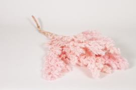 LW-000174 Asparagus pr&eacute;serv&eacute; rose pale H50cm