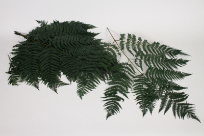 LW-000175 Pack of 10 preserved green ferns H68cm